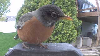 american robin