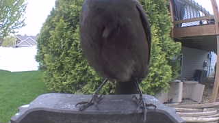 american crow