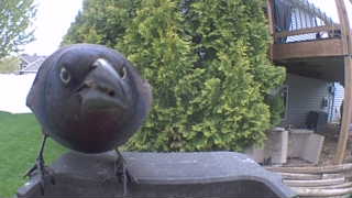 american crow