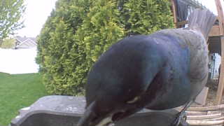 common grackle