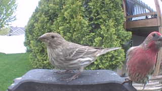 house finch