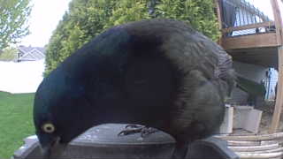 common grackle