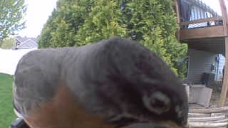 red-breasted nuthatch