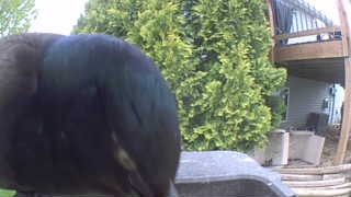 common grackle