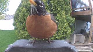 american robin