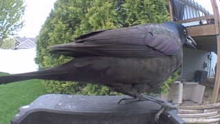 common grackle