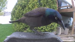common grackle