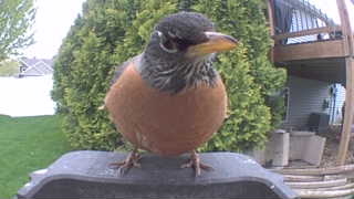 american robin