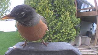 american robin