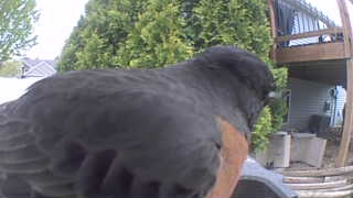 american robin