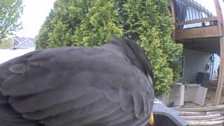common grackle
