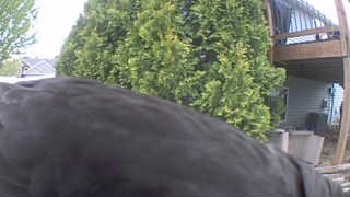 american crow