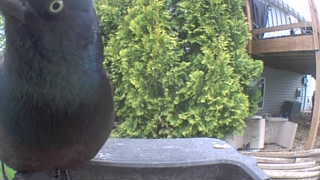 common grackle