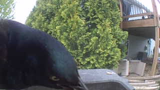 common grackle