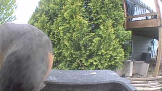 american robin