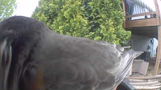 american robin