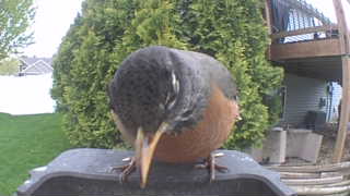 american robin