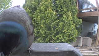 blue jay