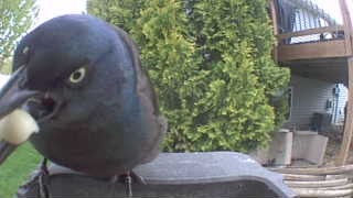 common grackle