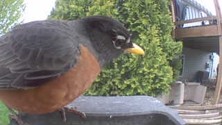 american robin