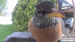 american robin