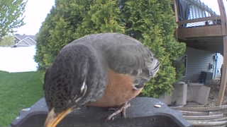 american robin