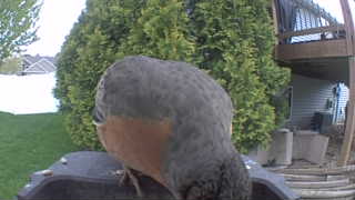 american robin