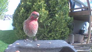 house finch