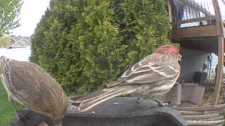 house finch