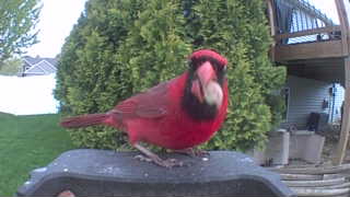 northern cardinal