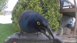 common grackle