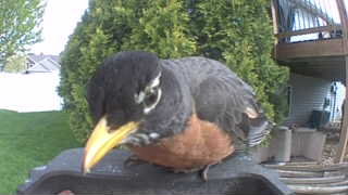 american robin