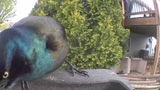 common grackle