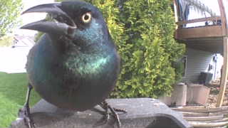common grackle