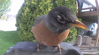 american robin