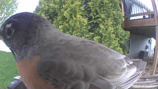 american robin