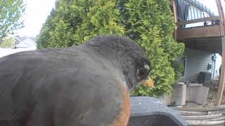 american robin