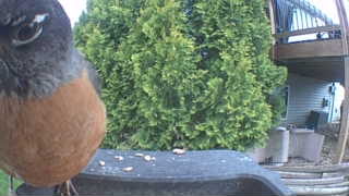 american robin