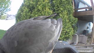mourning dove