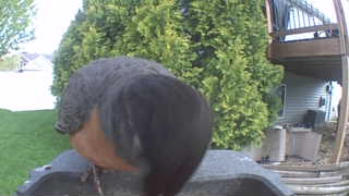 american robin