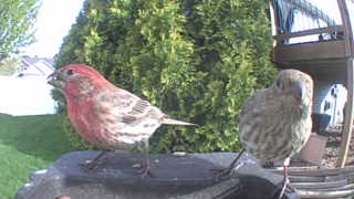 house finch