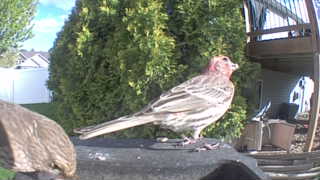 house finch