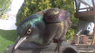 common grackle