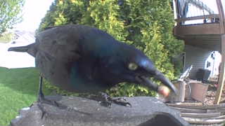 common grackle