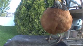 american robin
