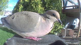 mourning dove