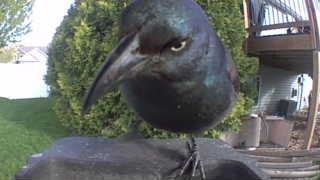 common grackle