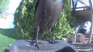 common grackle