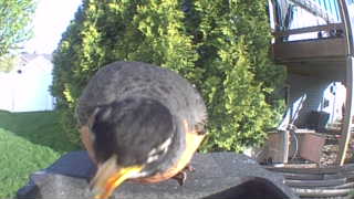 american robin