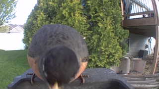american robin